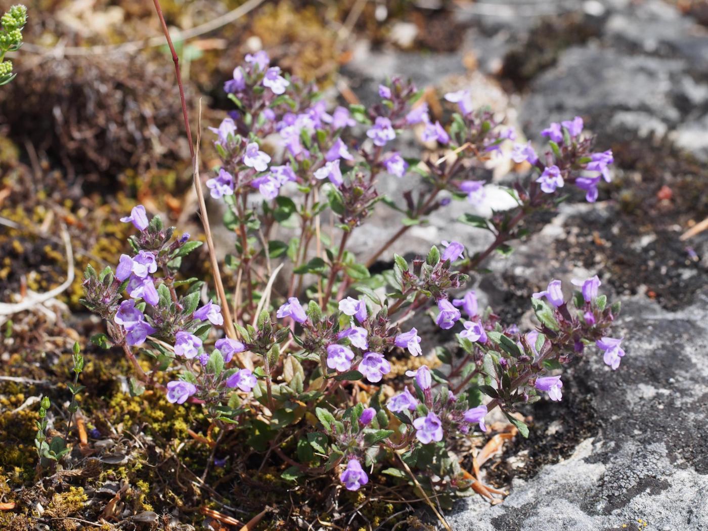 Basil-thyme plant